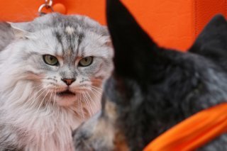L'allergie aux chats sera peut-être bientôt jugulée gra^ce à un vaccin (Photo prétexte). KEYSTONE/DPA/INA FASSBENDER